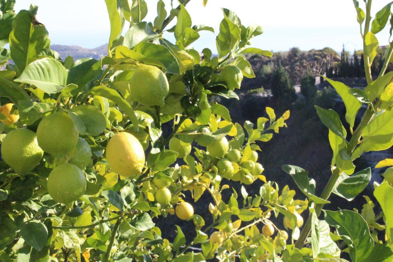 אלגרובו Villa Pura Vida Andalusien מראה חיצוני תמונה